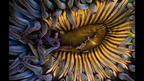 Ödüllü doğa fotoğrafları