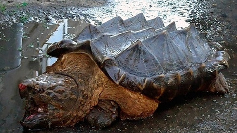 Rusya'da tesadüfen bulunan dinozor benzeri kaplumbağa türünün 4 hayret verici fotoğrafı
