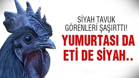 Siyah tavuğun sırrı ne?