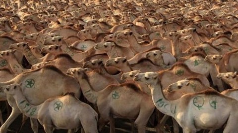 Suudi Arabistan ile ilgili şaşırtacak 15 gerçek