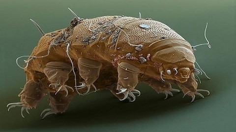 ''Tardigrada'' diğer adlarıyla su ayıları hakkında 7 bilgi