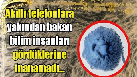 Telefonda yaşayan çeşitli canlılar