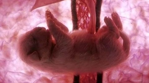 Ana rahmindeki hayvanların mükemmel görüntüleri