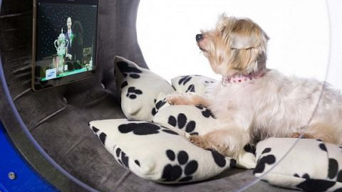 Samsung’dan 30.000 Dolarlık köpek kulübesi