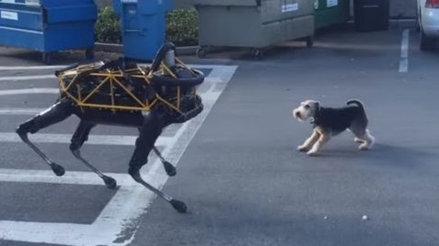 Patronun köpeği, patronun robotuna karşı!