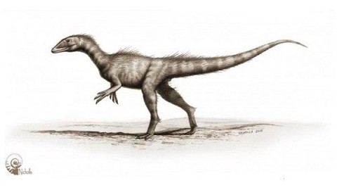 Dracoraptor Hanigani İsimli 200 Milyon Yıllık Dinazor Bulundu