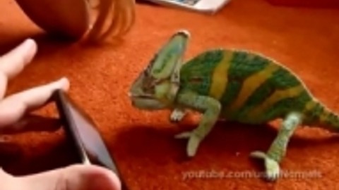 Bukalemun'un iPhone ile imtihanı :)