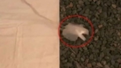 Bukalemun robot onu farketmek çok zor!