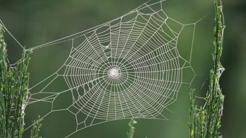 Dünya'daki en tehlikeli 10 böcek türü