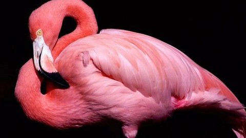Araştırmacılar açıkladı: “Pembe diye bir renk yok”