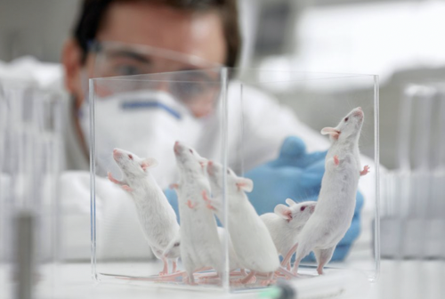 Bilim insanları farelerin zihinlerini okumayı başardı - Resim : 1