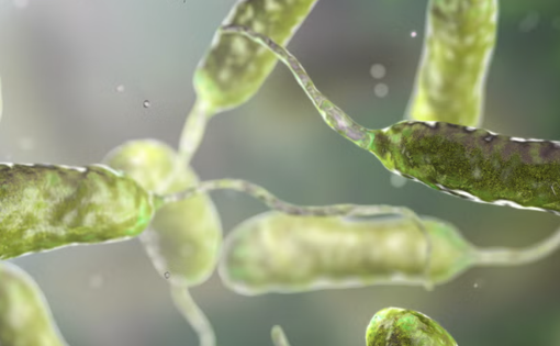 Uzmanlar şaşkın: Et yiyen bakteri ölümlerinde ani artış - Resim : 1