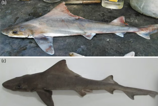 Nadir köpek balığı türü, onlarca yıl sonra yok sanıldıktan sonra yeniden keşfedildi - Resim : 1