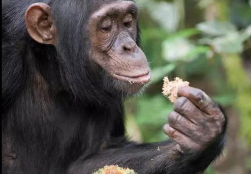 Vahşi şempanzeler günde iki kadehe denk alkol tüketiyor! - Resim : 1
