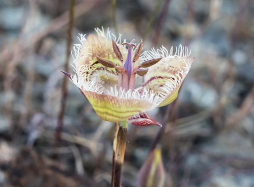 70 yıl sonra yeniden görüldü! Nesli tükendi sanılmıştı - Resim : 1