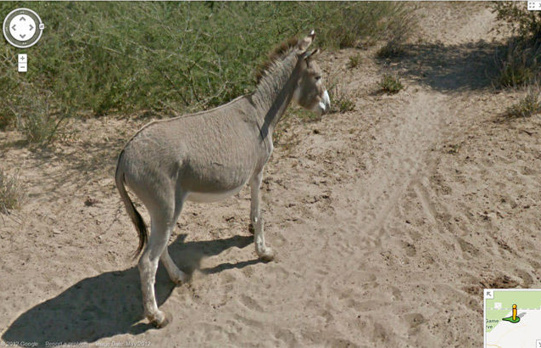 1358332474_donkey01.jpg