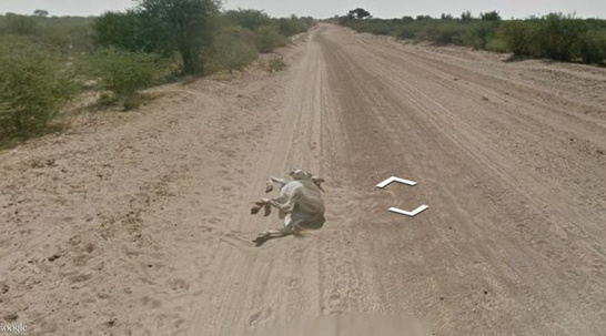 1358332522_googledonkey.jpg