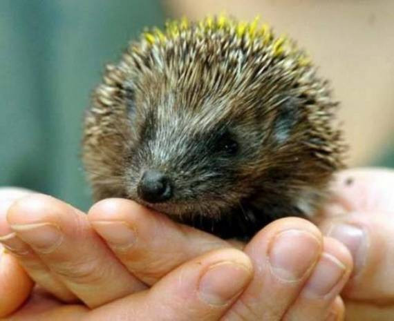 Şaşırtan bilimsel ipuçları-1 - Resim: 15