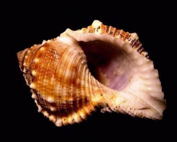 İşte dünyanın en tuhaf bilgileri-2 - Resim: 5