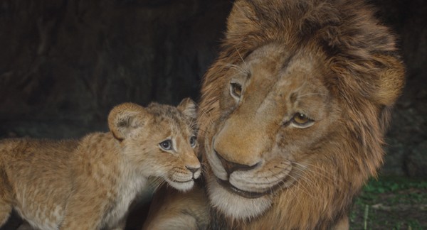 Mufasa: Aslan Kral’, Beyaz perdenin ardından ilk kez ve sadece 9 Temmuz’dan itibaren Disney+’ta! - Resim : 3