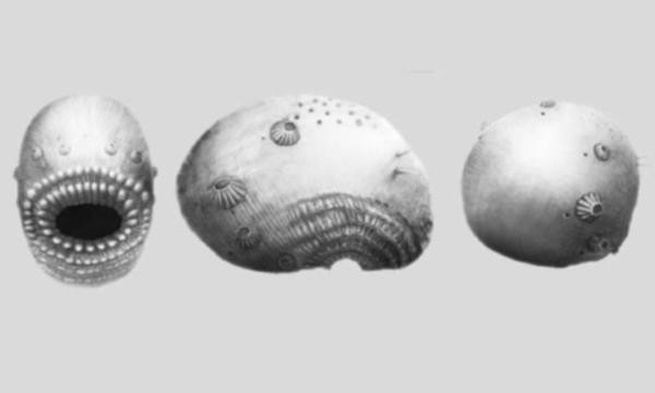 Denizkestanesinin ve insanın son ortak atası! - Resim : 1