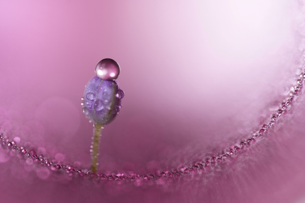 Sony FE 100mm F2.8 Macro GM OSS: Makro Fotoğrafçılığı Yeniden Tanımlayan Yeni G Master™ Lens - Resim : 1