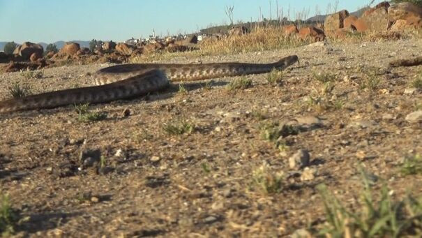 Aman dikkat! Bunu yapanın evine yılan gidiyor - Resim : 1