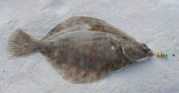 Zebralar neden çizgilidir? - Resim: 20