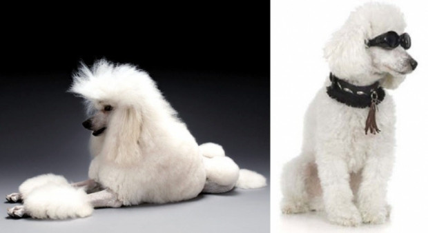 Bu hayvanların serveti şok ediyor! - Resim: 8