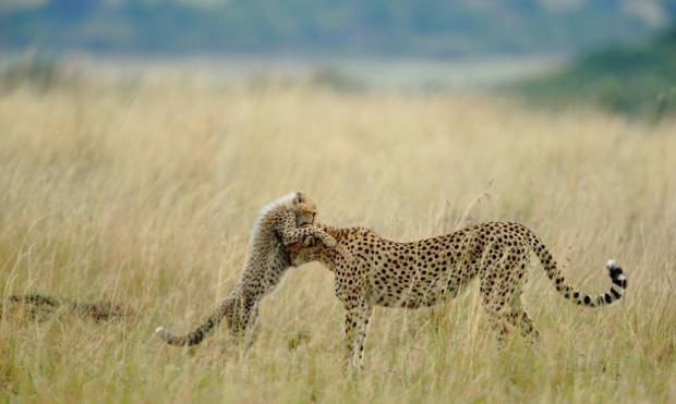 National Geographic Fotoğraf Yarışması sonuçlandı. - Resim: 2