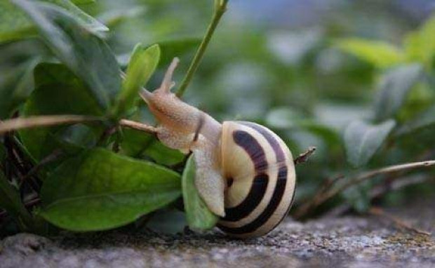 İşte dünyanın en tuhaf bilgileri-2 - Resim: 17