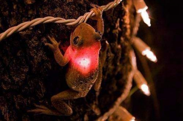 İşte dünyanın en tuhaf bilgileri-2 - Resim: 8