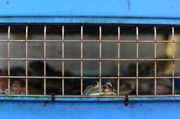 Dünyadan günün fotoğraf galerisi 21.02.2013 - Resim: 2