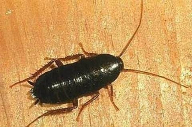 İşte dünyanın en tuhaf bilgileri-2 - Resim: 41