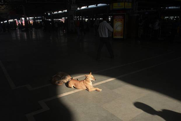 Dünyadan günün fotoğraf galerisi 21.02.2013 - Resim: 1