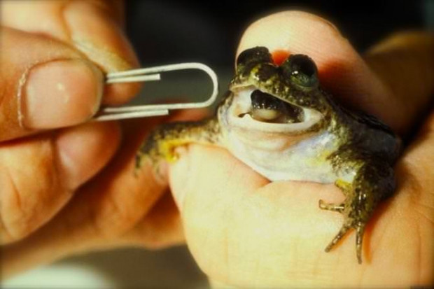 Zebralar neden çizgilidir? - Resim: 8