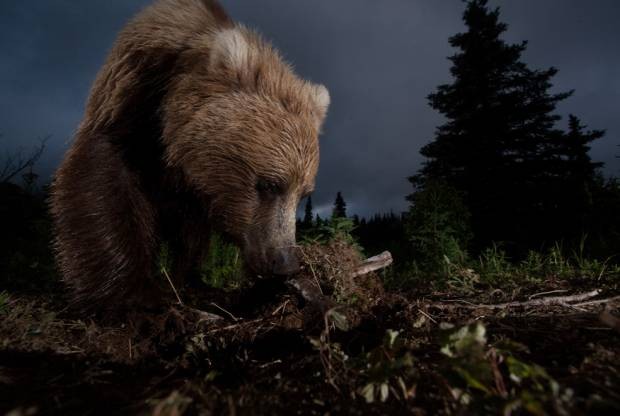 National Geographic Fotoğraf Yarışması sonuçlandı. - Resim: 7