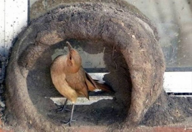 Kuş yuvasını böyle yaptı - Resim: 14