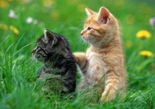 İşte dünyanın en tuhaf bilgileri-2 - Resim: 34