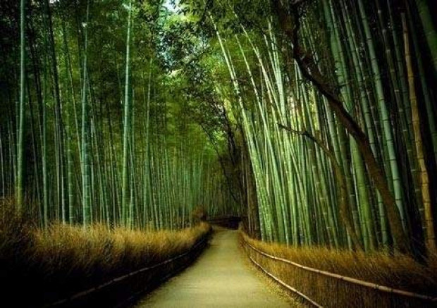 İşte dünyanın en tuhaf bilgileri-2 - Resim: 24