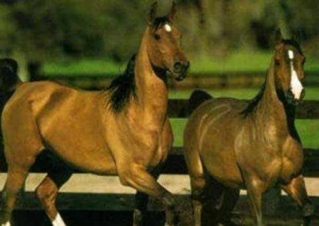 İşte dünyanın en tuhaf bilgileri-2 - Resim: 37