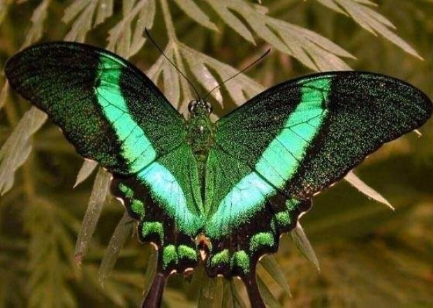 İşte dünyanın en tuhaf bilgileri-2 - Resim: 20