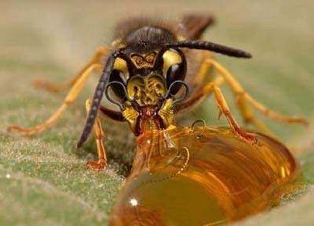 İşte dünyanın en tuhaf bilgileri-2 - Resim: 15