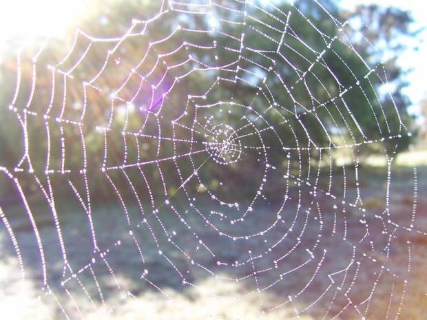 Örümcek ağlarını tarayan yapay zeka! - Resim: 5