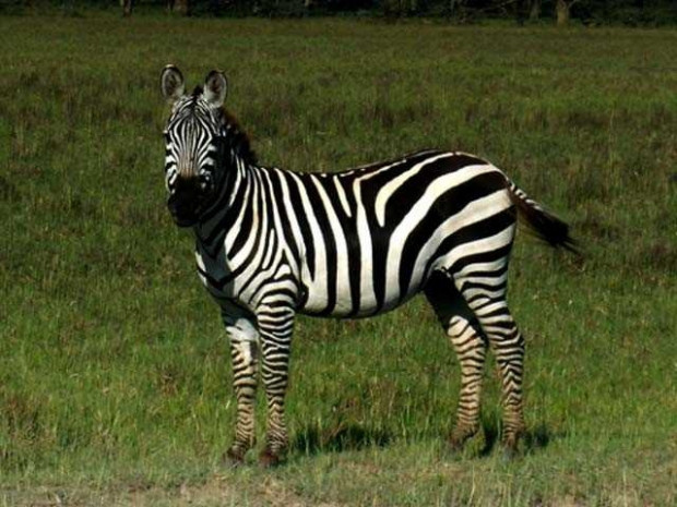 Zebralar neden çizgilidir? - Resim: 1