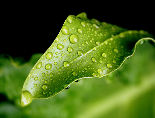 1372062928_nature-green.jpg