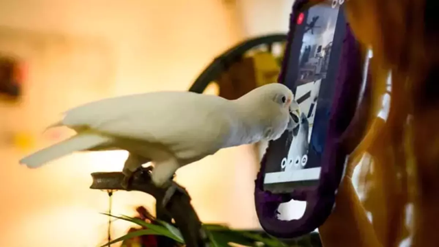 Papağanlar bile görüntülü sohbete başladı, can atıyorlar - Resim : 1