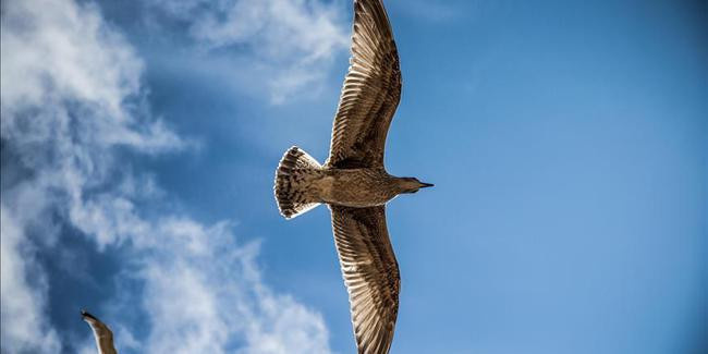 Dünyanın en büyük kuşu ile tanışın! - Resim : 1