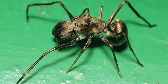 Süt veren bir örümcek türü keşfedildi! - Resim : 1