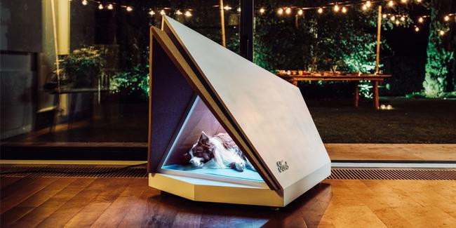 Köpekler artık uyurken stres yaşamayacak! - Resim : 1